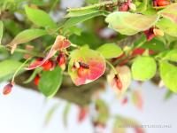 Euonymus alatus - Szárnyas kecskerágó bonsai}
