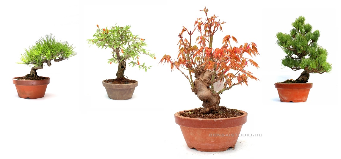 yamadori &eacute;s pre bonsai gondoz&aacute;s nevel&eacute;s tart&aacute;s