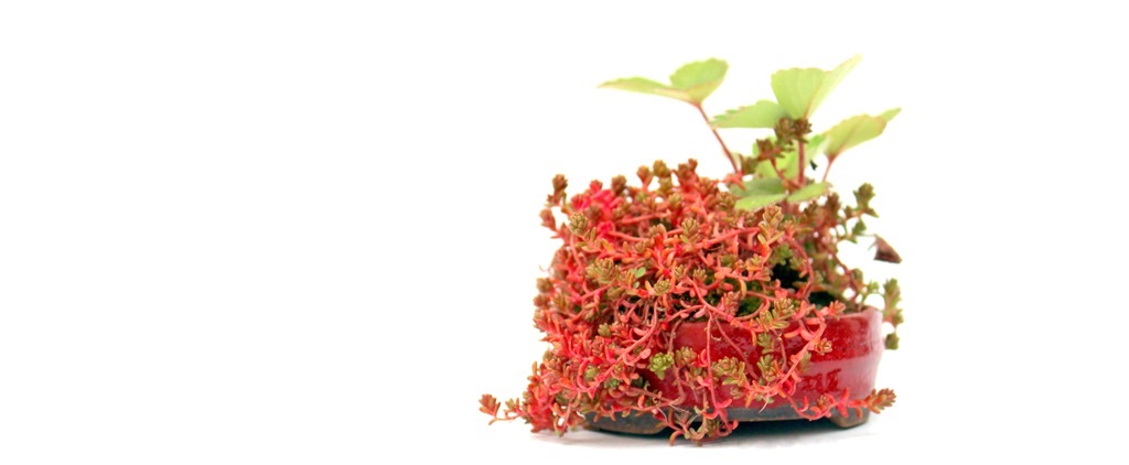 kusamono keramia tal edeny marczika bonsai studio webaruhaz