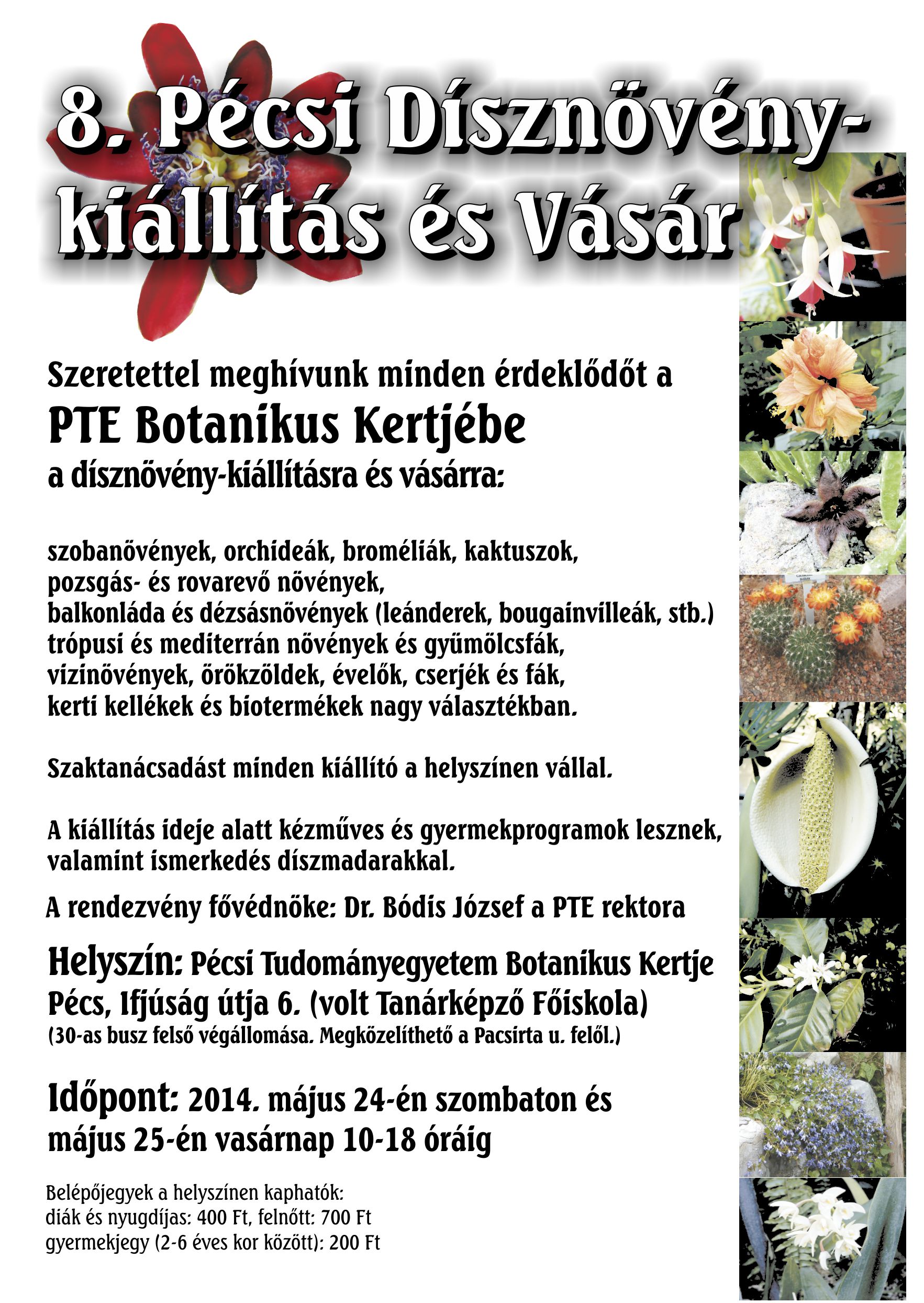 8 pecsi disznoveny kiallitas es vasar pecs 2014