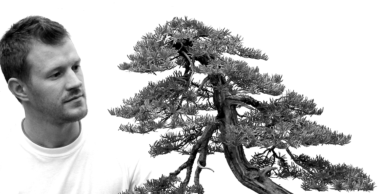 sandor papp sandor bonsai artist with the marczika bonsai studio taxus cuspidata bonsai after wiring